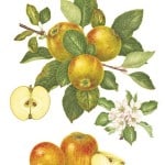 Malus communis la pomme