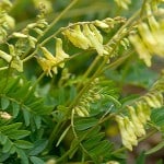 Astragalus membranaceus fleurs