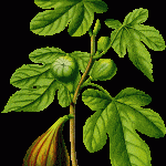 Ficus-carica