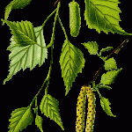 Betula_pendula