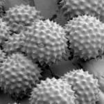 pollen d'ambroisie