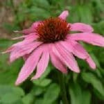 Echinacea-purpurea-150x150