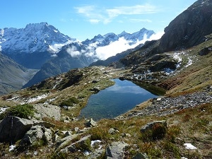 Le genépi : la panacée des montagnards