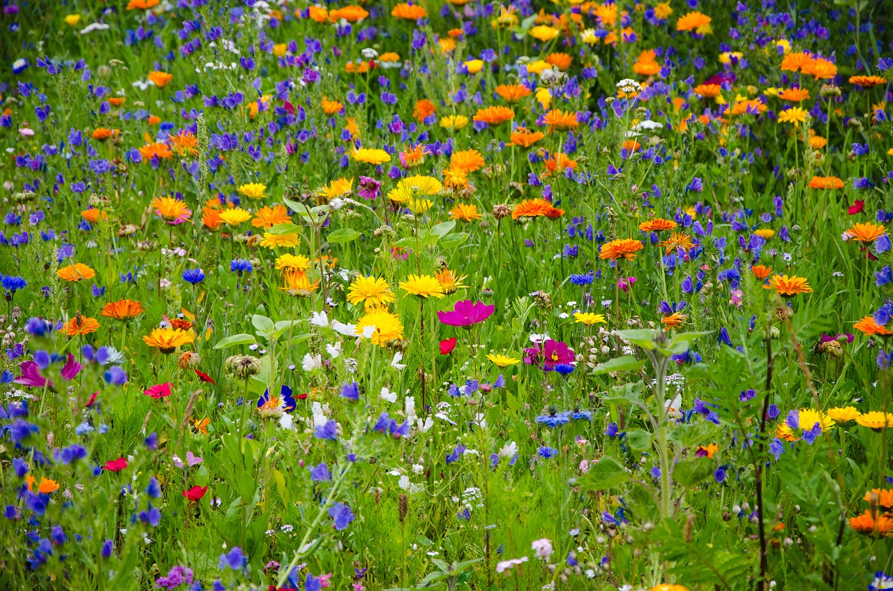 Les allergies : un vaste domaine