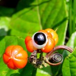 oeil_guarana