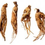 ginseng-racines