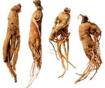 Le ginseng, plus surprenant que vous ne le pensez…