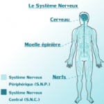 220px-Systeme_Nerveux_Central_&_Peripherique_du_corps_Humain.