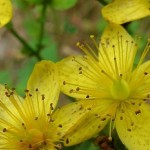 hypericum_perforatum-Copier-597x288