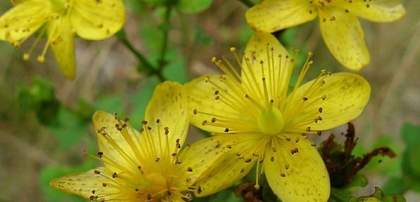 Le millepertuis, l’herbe du soleil