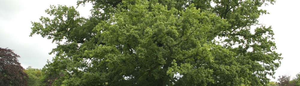 Quercus pedunculata