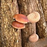 240px-Lentinula_edodes_shiitake