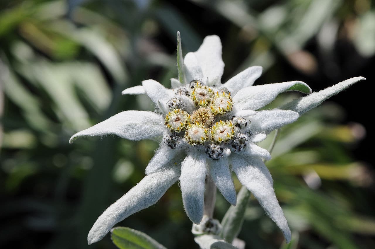 L'Edelweiss : l'étoile des neiges | Acteur-Nature.com