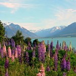 220px-Lake_Ohau_Lodge_lupin_field,_NZ