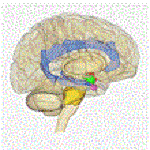 220px-Rotating_brain_colored
