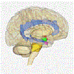 Vivre au présent : utiliser notre cerveau ! (2ème partie)