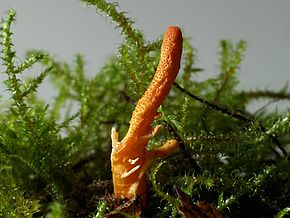Un étonnant champignon aux vertus multiples : le cordyceps