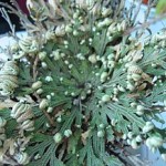 290px-Selaginella_lepidophylla_gruen