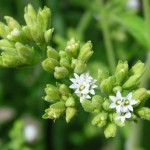 stevia-fleurs