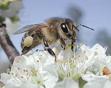 Etes-vous bien sûr de connaître la Propolis ?