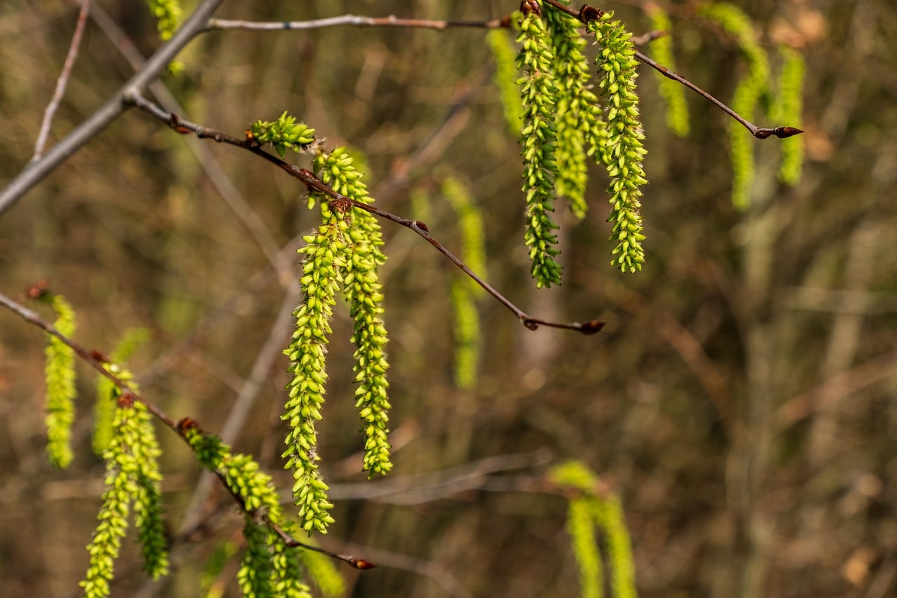 Allergique en février