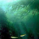 220px-Kelp_forest