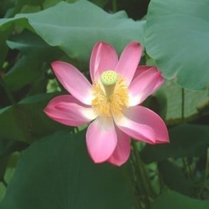 Fleur - Martine 30 septembre - bravo Ajonc  Nelumbo-nucifera-lotus-sacr%C3%A9-graines