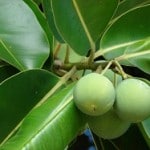 Calophyllum_inophyllum