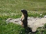 Marmotte 14 Larche 046