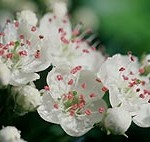 Crataegus_Apercu