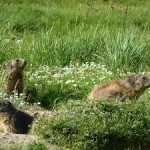 Marmottes Acteur-Nature