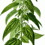 Urtica_dioica