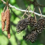 Alnus glutinosa chatons males et strobiles