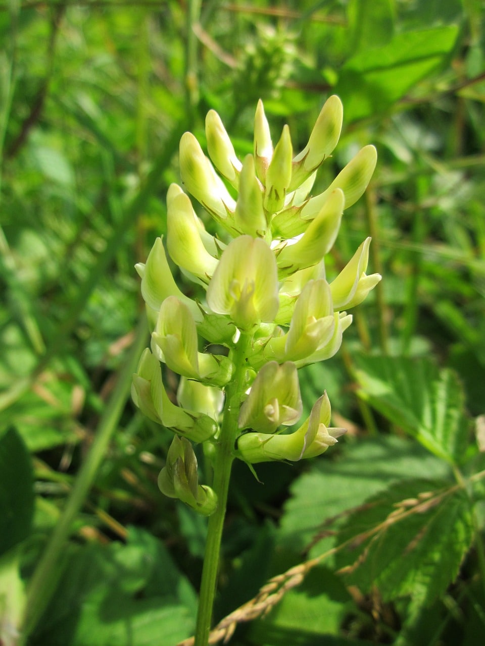 Tout savoir rapidement sur L’astragale, une plante tonique et protectrice