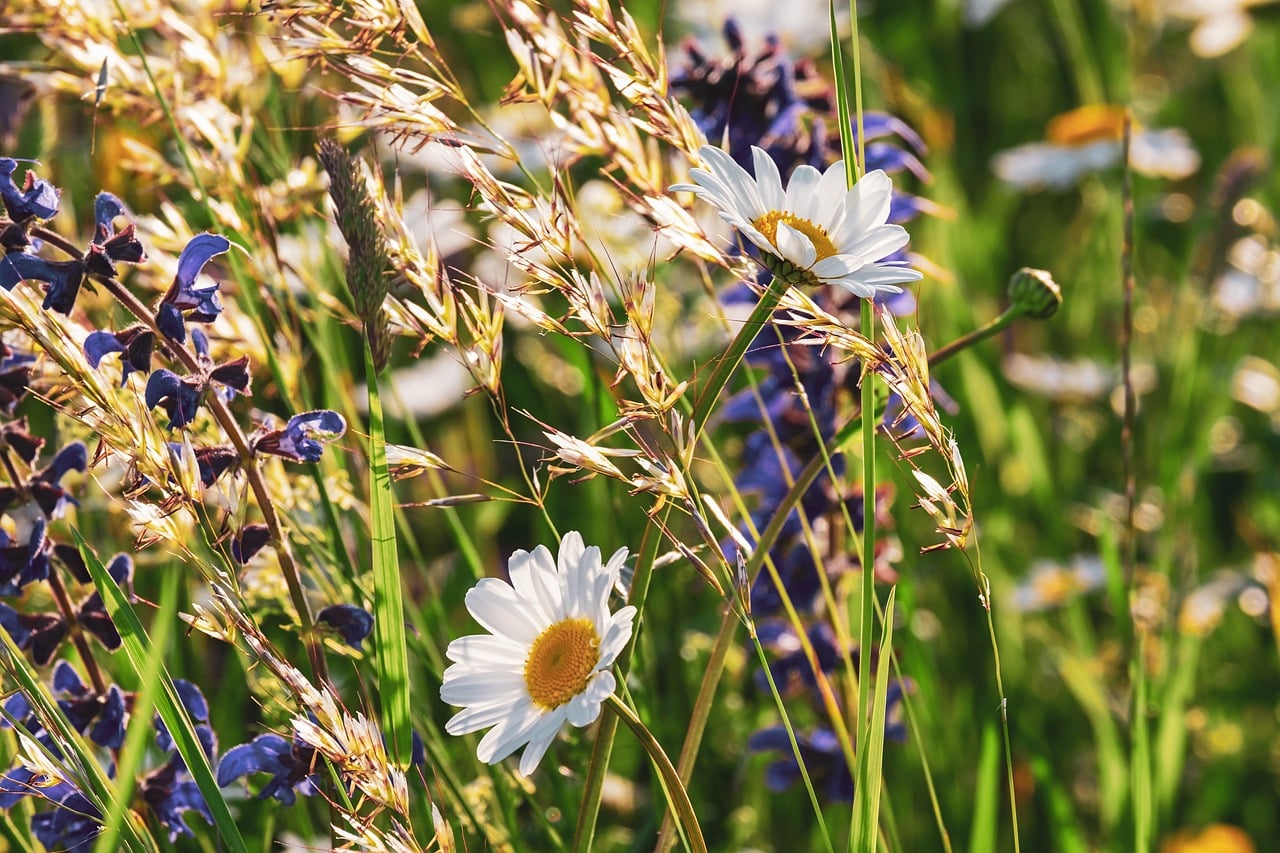 Allergies : avez-vous essayé la propolis ?