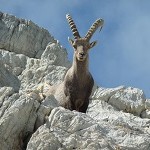 Copie de Ponsonnière et Gd Galibier av Serge 048