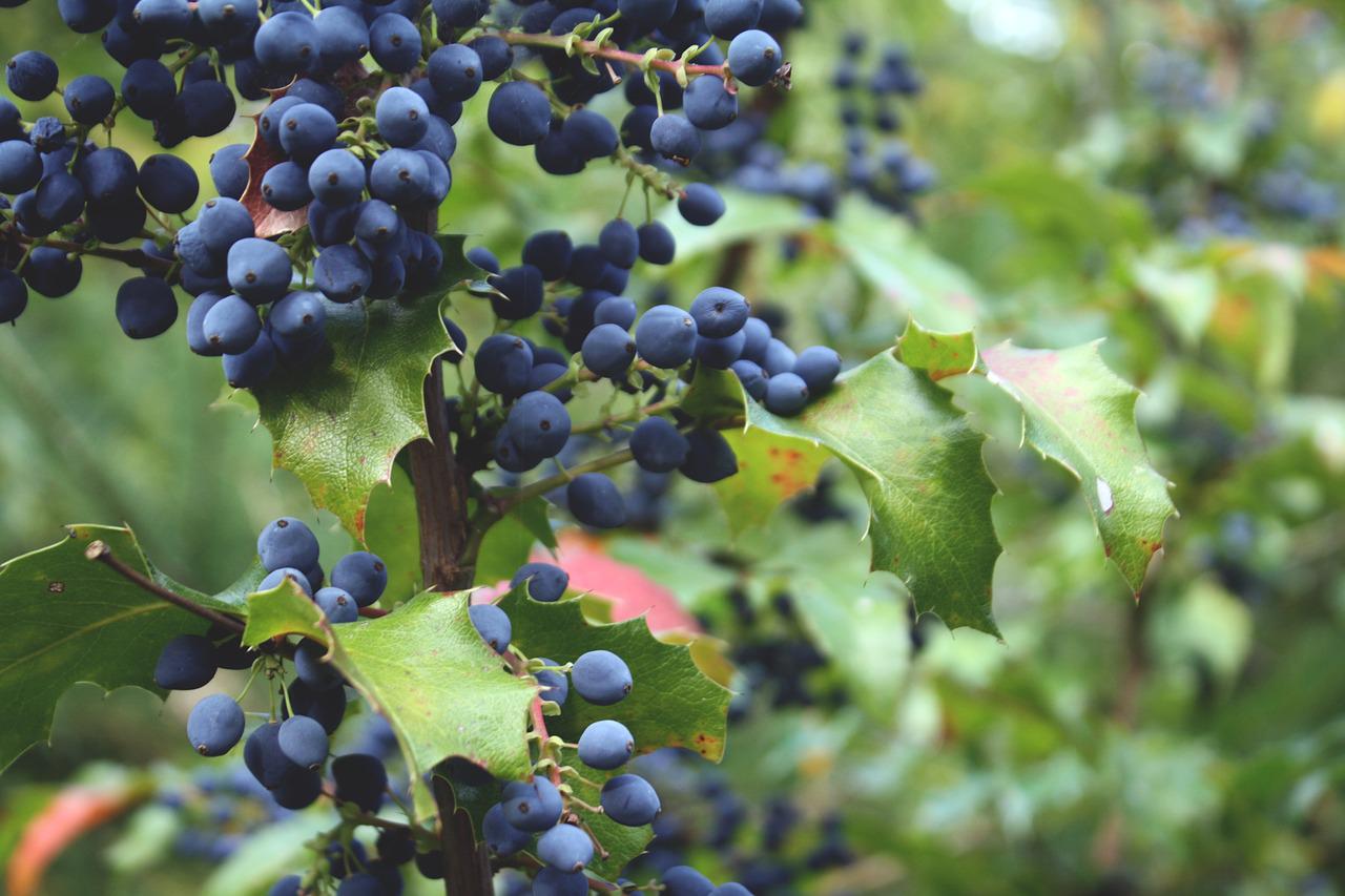 La myrtille, le fruit magique de l’été