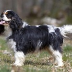 cavalier-king-charles-spaniel