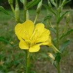 330px-Oenothera_biennis_20050825_962