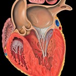 330px-Heart_left_ventricular_outflow_track