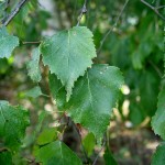 Betula pendula