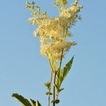 435px-Filipendula_ulmaria_-_angervaks