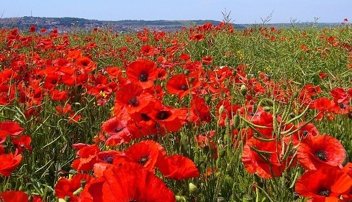 Un remède contre la toux: le coquelicot