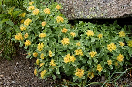 Les adaptogènes ne sont pas des plantes miracles et pourtant !