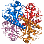 330px-Superoxide_dismutase_2_PDB_1VAR