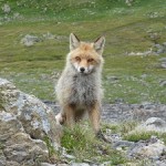 Renard - Acteur-Nature