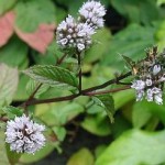 330px-Mentha-piperita