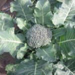 Broccoli_plant