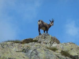 Chamois - Mercantour