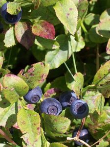 290px-vaccinium_myrtillus_03